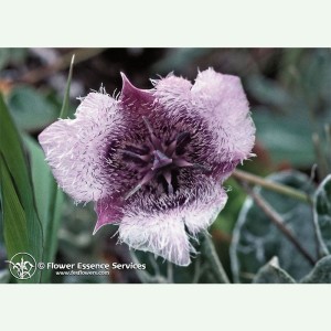 Star Tulip pour l'harmonie intérieure élixir FES