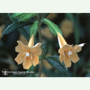 Sticky Monkeyflower pour l'équilibre entre sexualité et sentiment FES