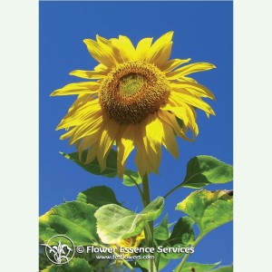 Sunflower pour une individualité équilibrée élixir FES