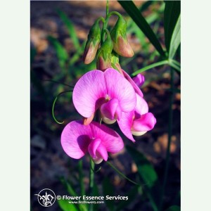 Sweet Pea contre l'impression d'être sans foyer élixir FES