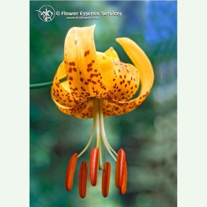 Tiger Lily pour l'équilibre du féminin et du masculin élixir FES