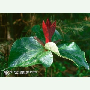 Trillium élixir floral...