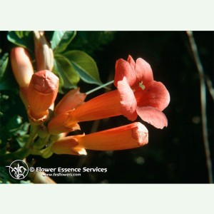 Trumpet Vine pour l'expression de soi élixir FES