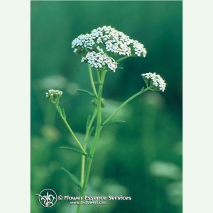Yarrow contre la vulnérabilité élixir FES