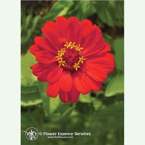 Zinnia pour développer l'humour élixir FES