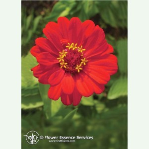 Zinnia élixir floral...