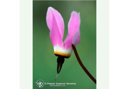 Shooting Star - Etoile Filante (FES - Flower Essence Society) La science de la thérapie florale - Par Richard Katz